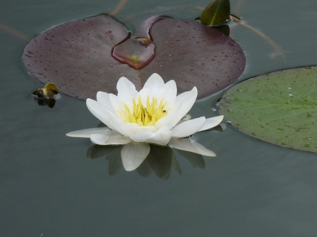 Nénuphar blanc - Nymphaea alba