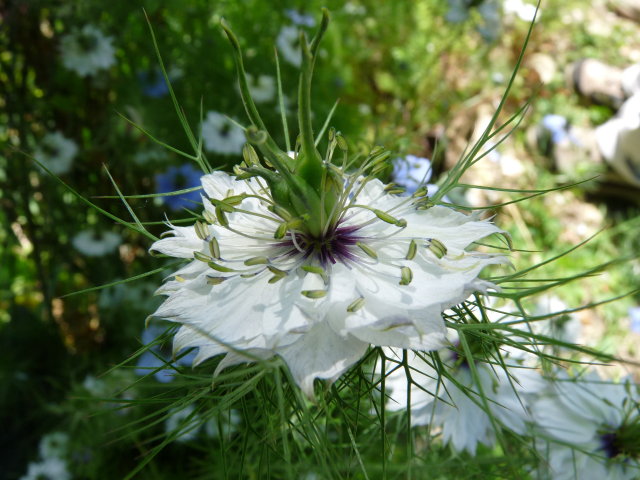 Nigelle de Damas - Nigella damascena