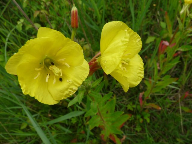 Onagre à sépales rouges - Oenothera erythrosepala