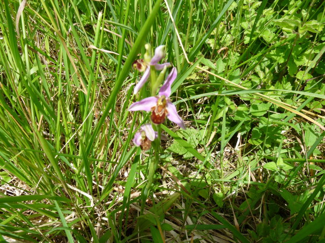 Ophrys abeille - Ophrys apifera (2)