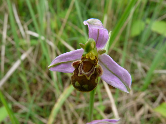 Ophrys abeille - Ophrys apifera