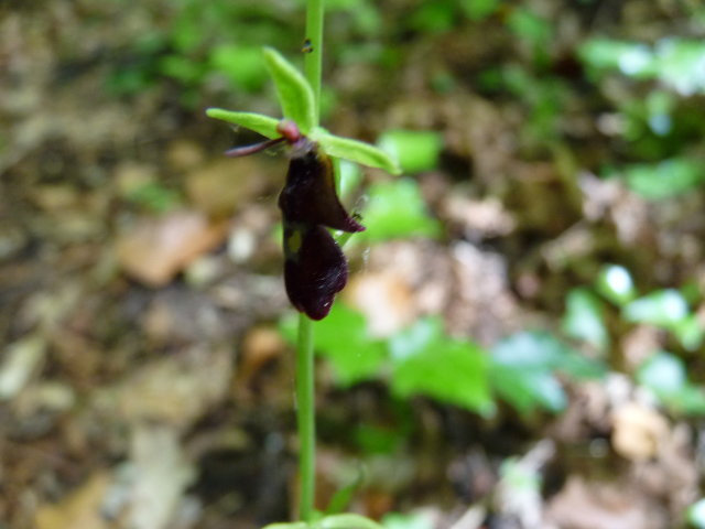 Ophrys mouche - Ophrys insectifera (2)
