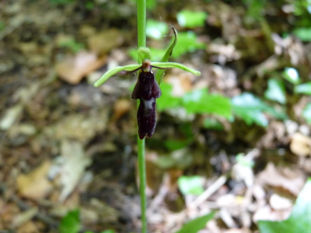 Ophrys mouche - Ophrys insectifera