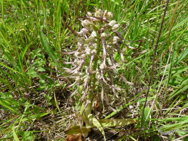 Orchis bouc - Himantoglossum hircinum (2)