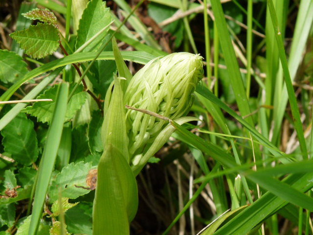 Orchis bouc - Himantoglossum hircinum (3)