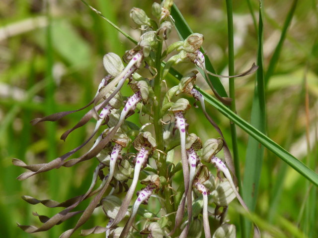 Orchis bouc - Himantoglossum hircinum