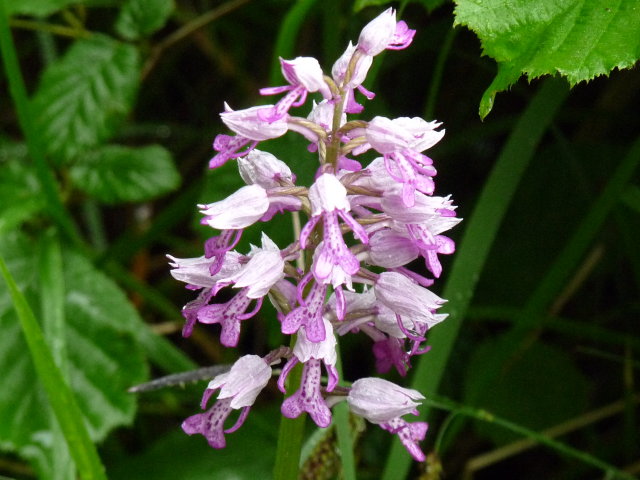 Orchis militaire - Orchis militaris (2)