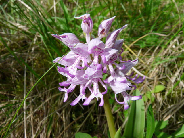 Orchis militaire - Orchis militaris (3)