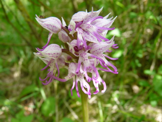 Orchis militaire - Orchis militaris (4)