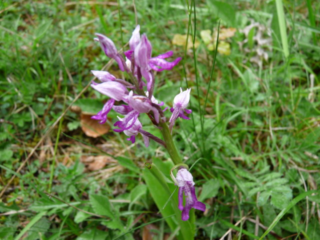 Orchis militaire - Orchis militaris