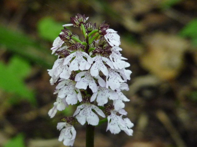 Orchis pourpre - Orchis purpurea (2)