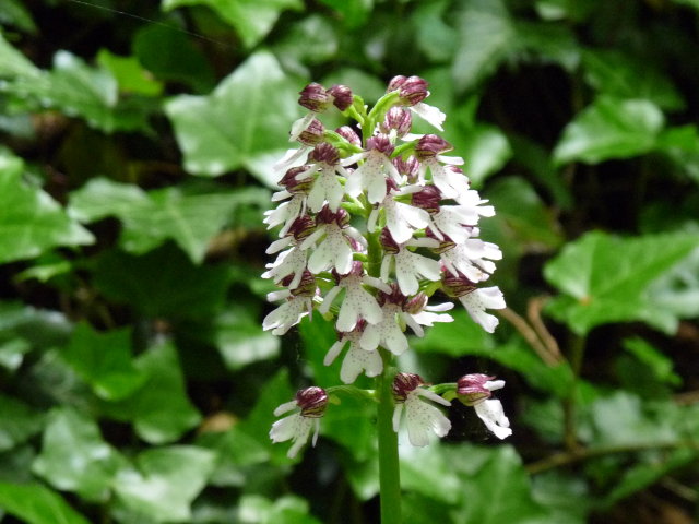 Orchis pourpre - Orchis purpurea (3)