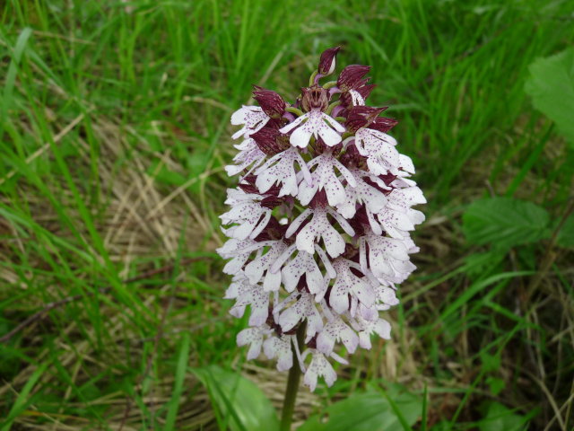 Orchis pourpre - Orchis purpurea (4)