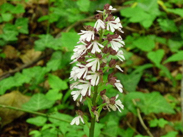 Orchis pourpre - Orchis purpurea