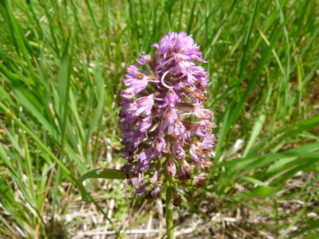 Orchis pyramidal - Anacamptis pyramidalis