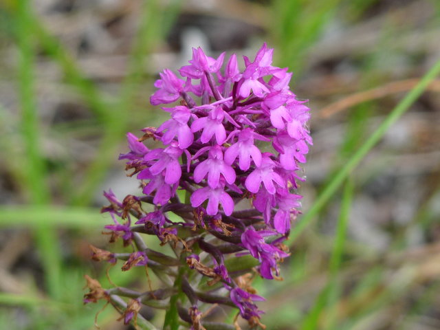 Orchis pyramidal -Anacamptis pyramidalis