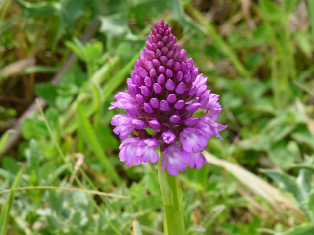 Orchis pyramidal -  Anacamptis pyramidalis