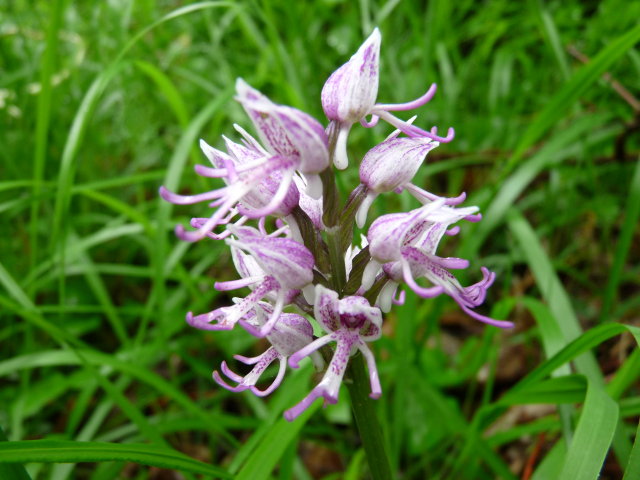 Orchis singe - Orchis simia