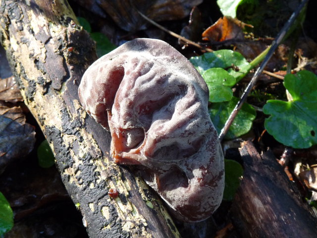 Oreille de Judas - Auricularia auricula-judae