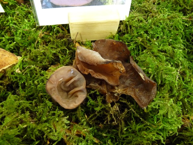 Oreille-de-Judas--Auricularia-judae