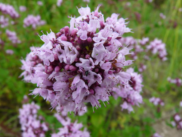 Origan commun - Origanum vulgare