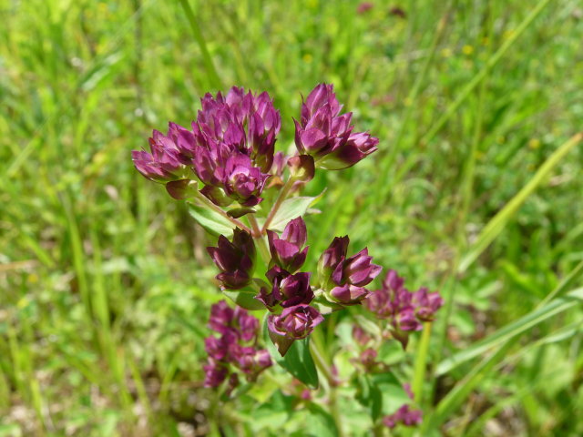 Origan - Origanum vulgare