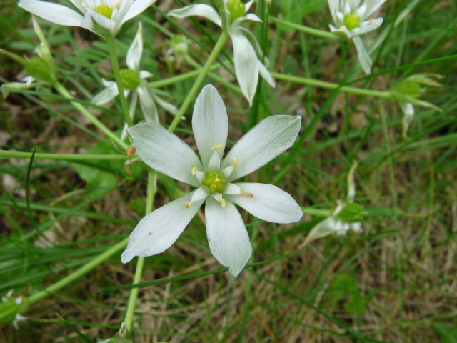 Ornithogale en ombelle - Ornithogalum umbellatum