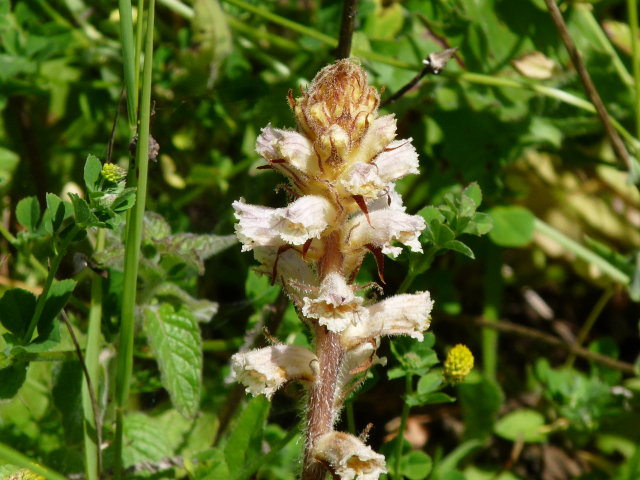 Orobanche de la picride -  Orobanche picridis