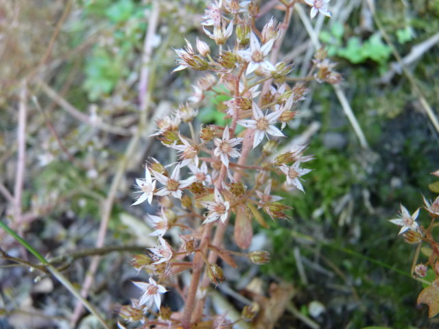 Orpin pourpier ou Orpin paniculé - Sedum cepaea (2)