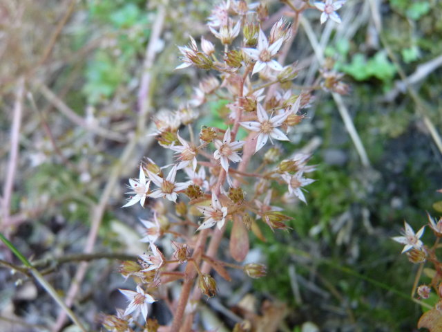 Orpin pourpier ou Orpin paniculé - Sedum cepaea (3)