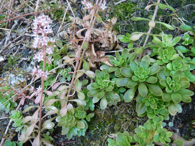 Orpin pourpier ou Orpin paniculé - Sedum cepaea (4)