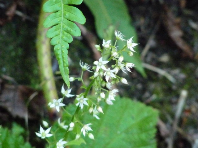 Orpin pourpier ou Orpin paniculé - Sedum cepaea (5)