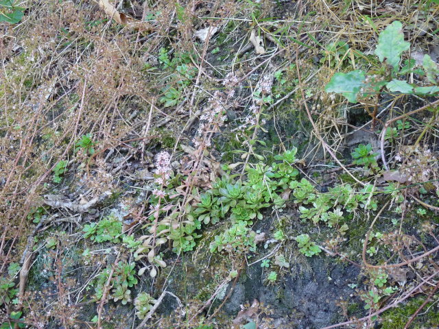 Orpin pourpier ou Orpin paniculé - Sedum cepaea