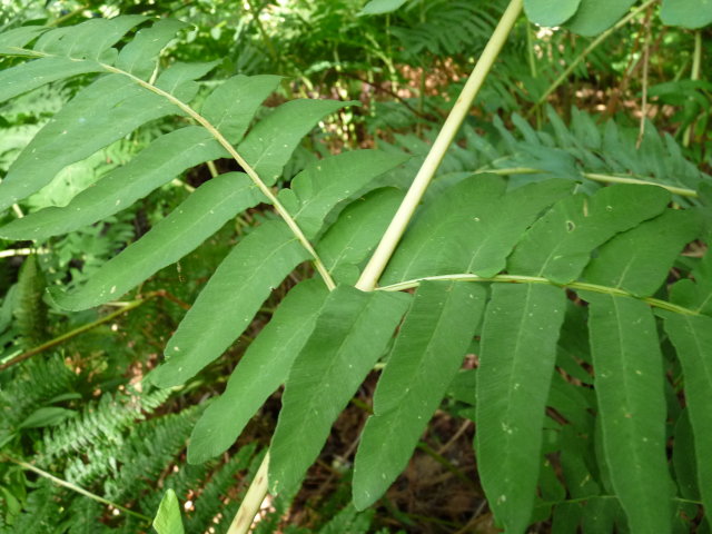 Osmonde royale - Osmunda regalis (2)