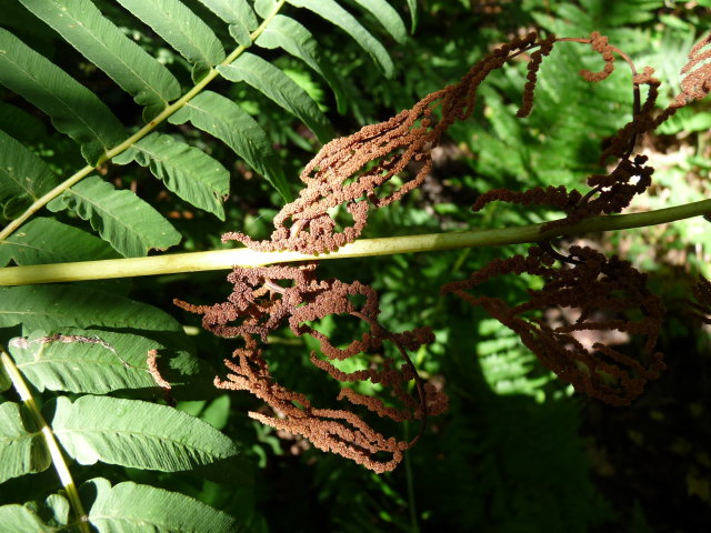 Osmonde royale - Osmunda regalis (3)