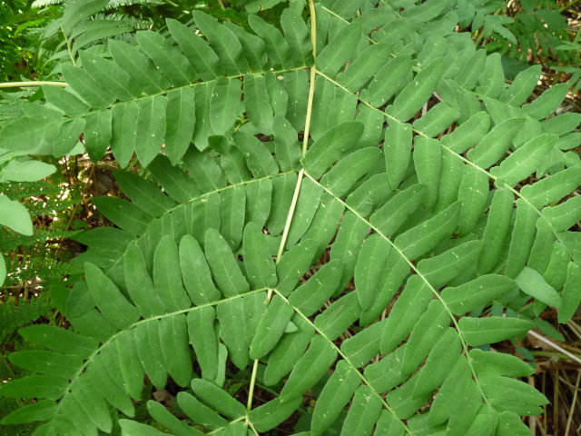 Osmonde royale - Osmunda regalis