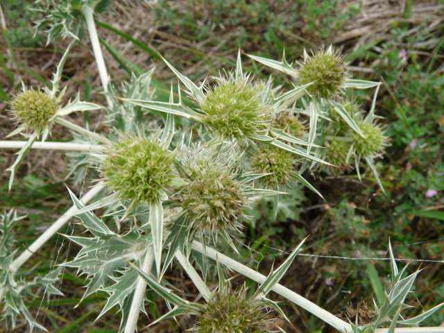 Panicaut champêtre - Eryngium campestre