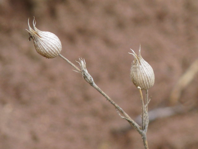 Silène conique - Silene conica