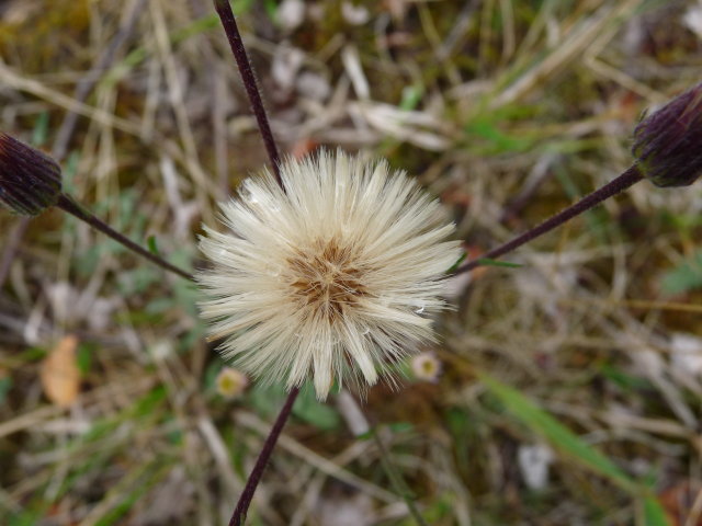 Vergerette âcre - Erigeron acris