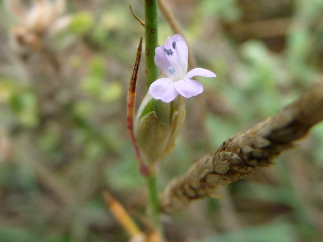 Oeillet prolifère - Petrorhagia prolifera