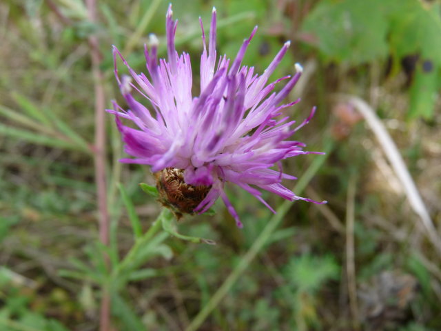 Centaurée noire - Centaurea nigra