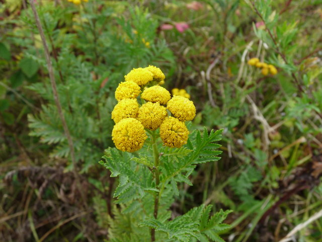 Tanaisie commune - Tanacetum vulgare