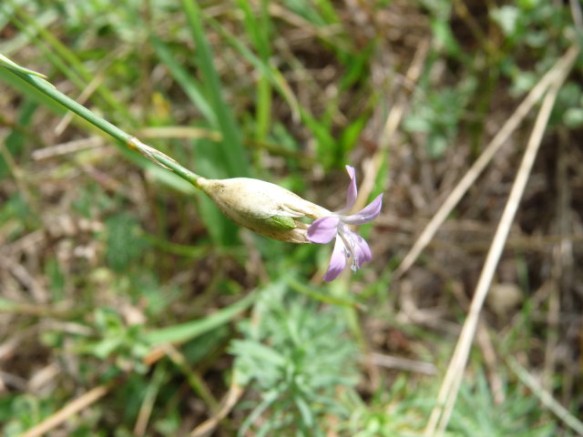 Oeillet prolifère - Petrorhagia prolifera