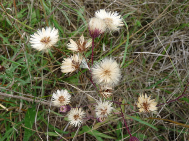 Vergerette âcre - Erigeron acris