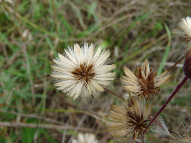 Vergerette âcre - Erigeron acris