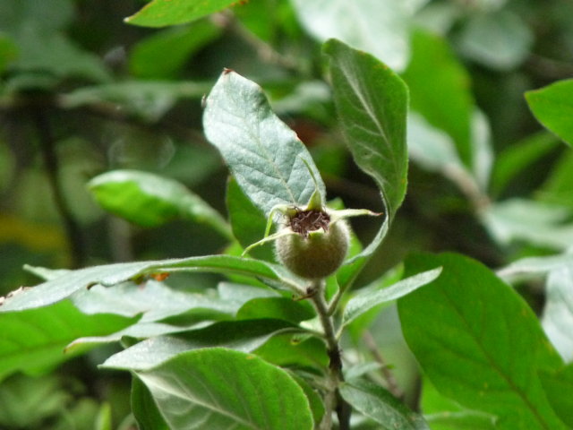 Néflier commun - Mespilus germanica