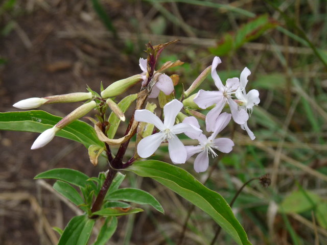 Saponaire officinale - Saponaria officinalis