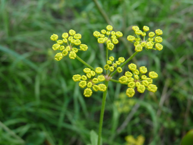 Panais commun - Pastinaca sativa