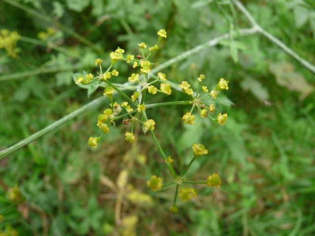 Panais cultivé - Pastinaca sativa