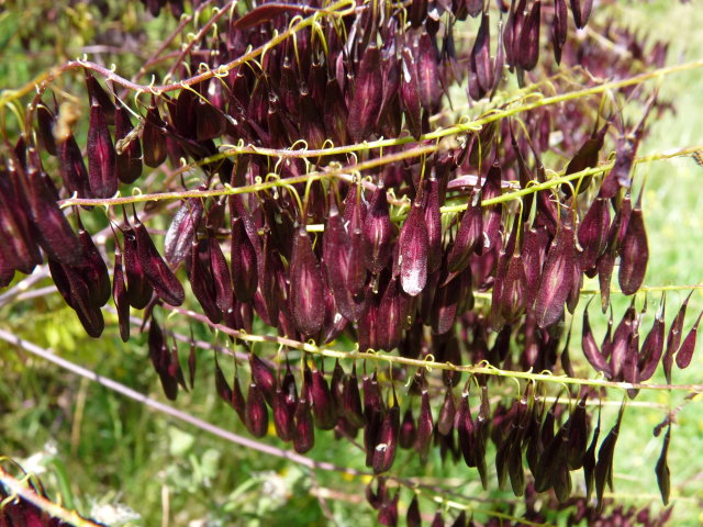 Pastel des teinturiers ou waide - Isatis tinctoria